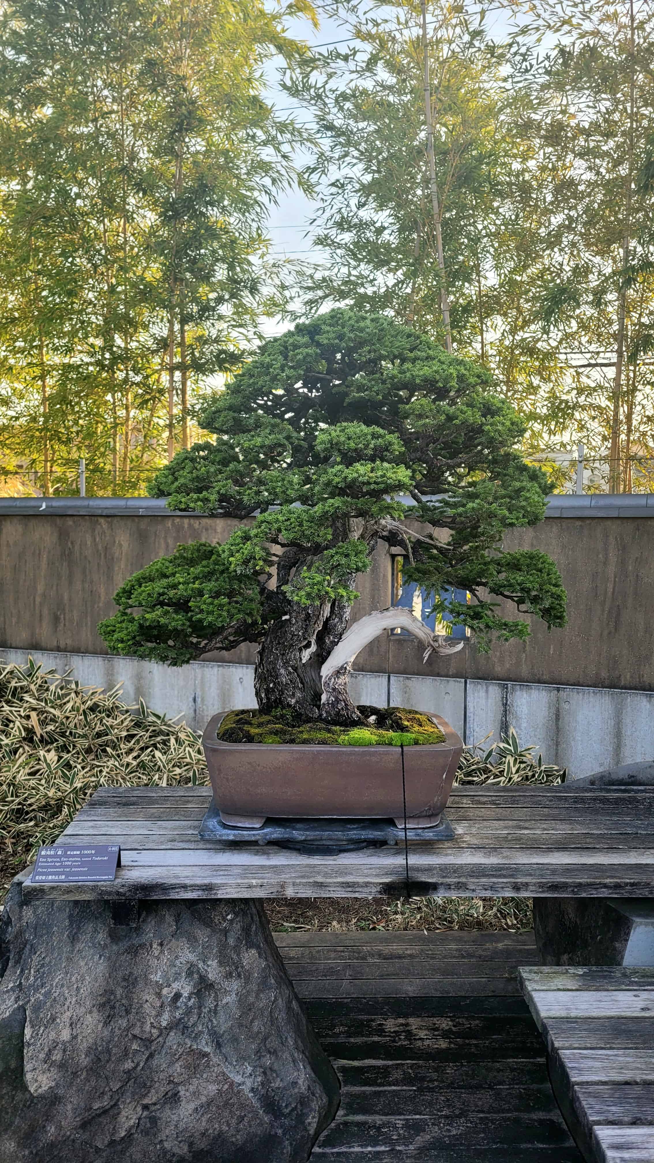 A pine bonsai tree from omiya museum in Japan